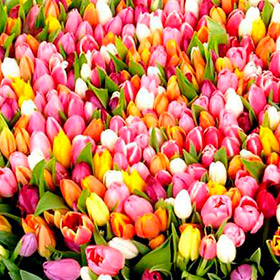 Найди цветы в парке 8 марта!